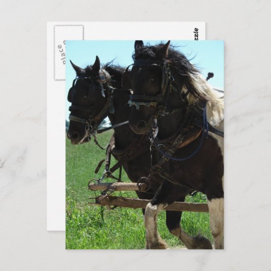 Afbeeldingen op het werk in pinto briefkaart (Voorkant / Achterkant)