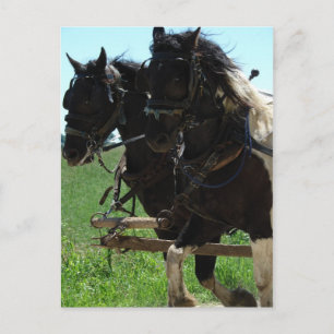 Afbeeldingen op het werk in pinto briefkaart