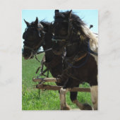 Afbeeldingen op het werk in pinto briefkaart (Voorkant)