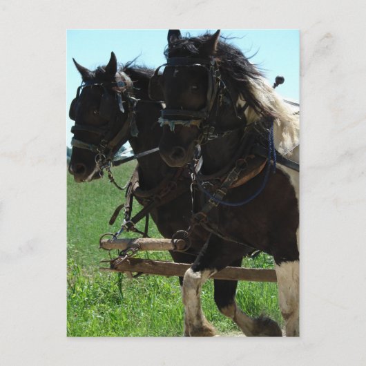 Afbeeldingen op het werk in pinto briefkaart (Voorkant)