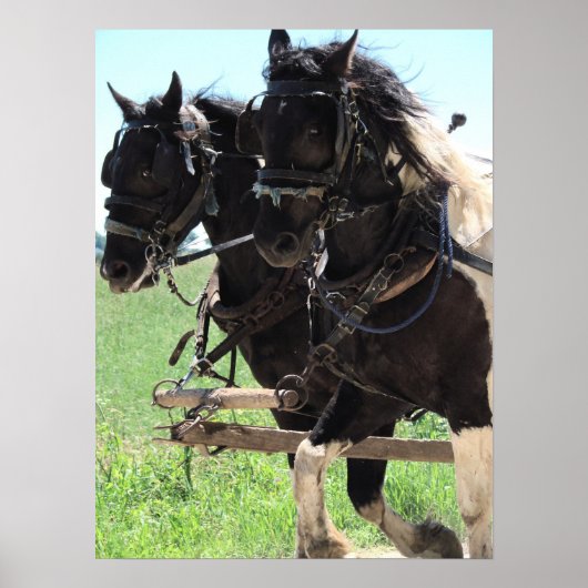 Afbeeldingen op het werk in pinto poster (Voorkant)