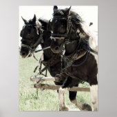 Afbeeldingen op het werk in pinto poster (Voorkant)