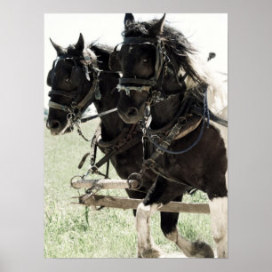 Afbeeldingen op het werk in pinto poster