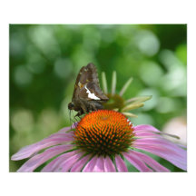 AFBEELDINGEN UIT FOTOAFDRUKKING