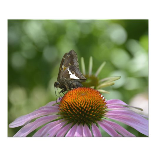 AFBEELDINGEN UIT FOTOAFDRUKKING FOTO AFDRUK (Voorkant)