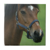 Afbeeldingen van Arabische paarden Tegeltje (Voorkant)