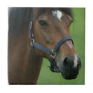 Afbeeldingen van Arabische paarden Tegeltje