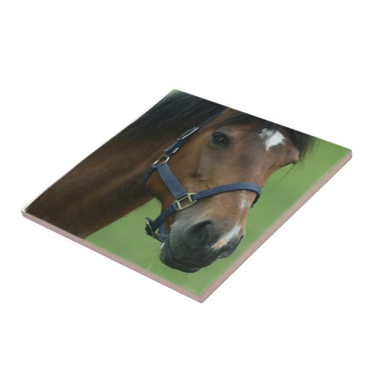 Afbeeldingen van Arabische paarden Tegeltje (Zijkant)