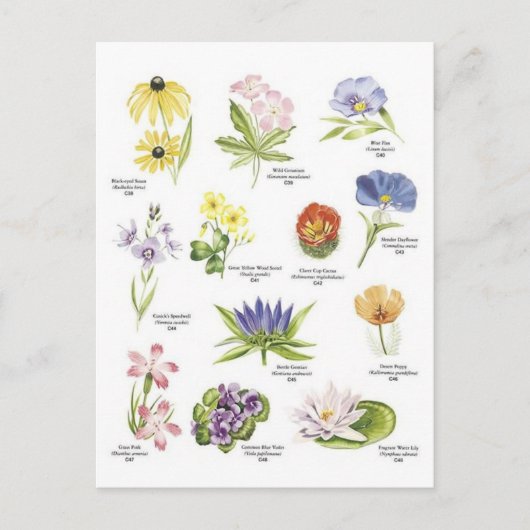 Afbeeldingen van botanische bloemen briefkaart (Voorkant)
