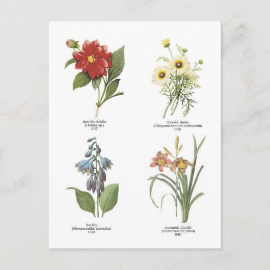 Afbeeldingen van botanische bloemen briefkaart (Voorkant)