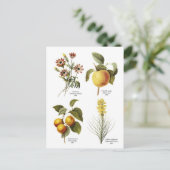 Afbeeldingen van botanische bloemen briefkaart (Staand voorkant)