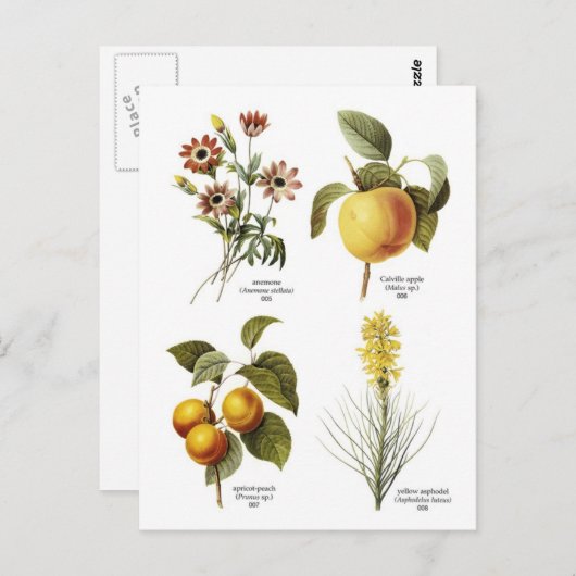 Afbeeldingen van botanische bloemen briefkaart (Voorkant / Achterkant)