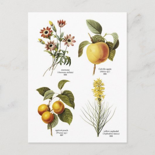 Afbeeldingen van botanische bloemen briefkaart (Voorkant)
