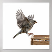 Afbeeldingen van Feeder Graphic Poster (Voorkant)