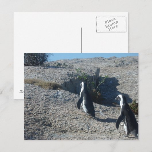 Afbeeldingen van het strand van Kaapstad Boulders Briefkaart (Voorkant / Achterkant)