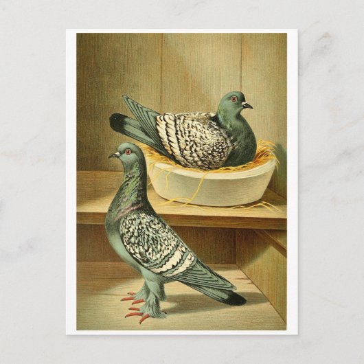 afbeeldingen vogelcadeaus briefkaarten online brie (Voorkant)