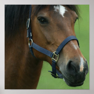 Afbeeldingen voor Arabische paarden Poster