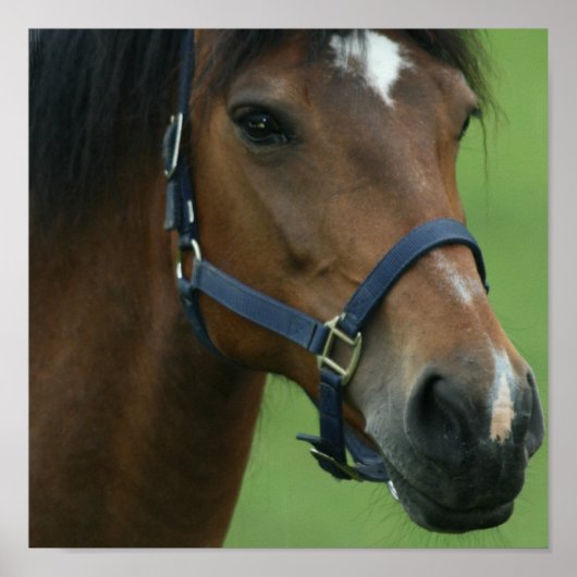 Afbeeldingen voor Arabische paarden Poster (Voorkant)