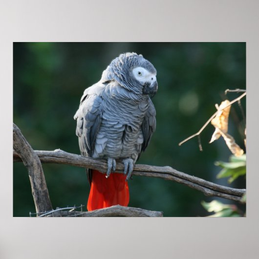 Afdruk Afrikaanse grijze papegaai Poster (Voorkant)