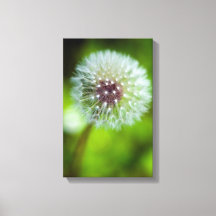 Afdruk Dandelion Canvas