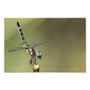  afdruk, dragonfly met Vortex-ogen Foto Afdruk