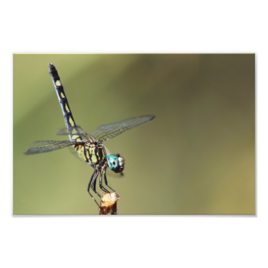afdruk, dragonfly met Vortex-ogen Foto Afdruk (Voorkant)