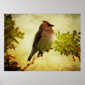 Afdruk getextureerd Poster met cedar-was (Voorkant)