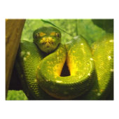 Afdruk groene boomPython (Voorkant)