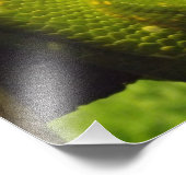 Afdruk groene boomPython (Hoek)