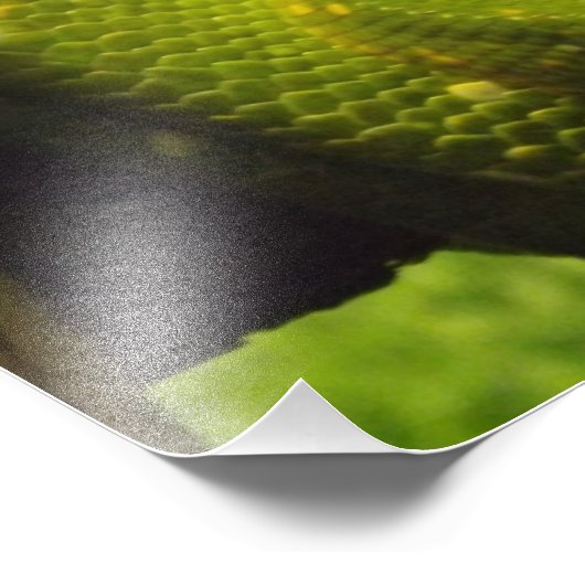 Afdruk groene boomPython (Hoek)