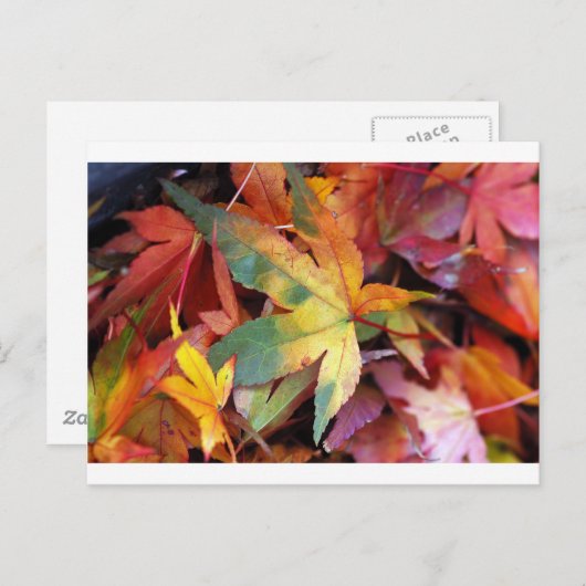 Afdruk mooie herfstbladeren briefkaart (Voorkant / Achterkant)