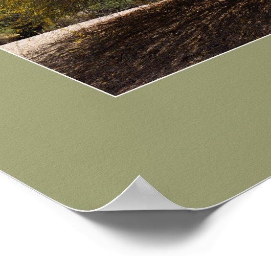 Afdruk Palo Verde Tree Poster (Hoek)