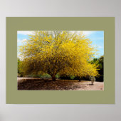 Afdruk Palo Verde Tree Poster (Voorkant)