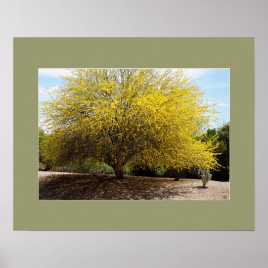 Afdruk Palo Verde Tree Poster (Voorkant)