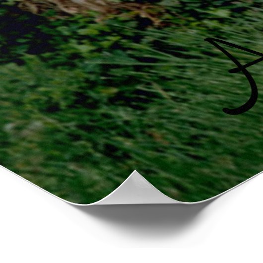 Afdruk Panda beer poster (Hoek)