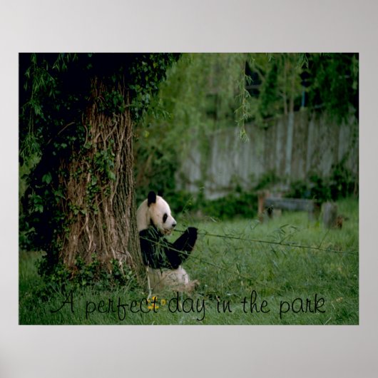 Afdruk Panda beer poster (Voorkant)