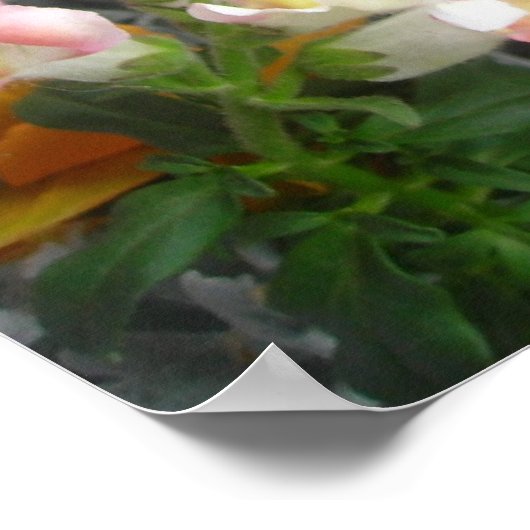 afdruk Pansy Poster (Hoek)