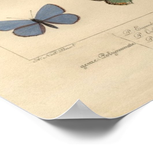 afdruk - Polyommatus - Moths & Butterflies Poster (Hoek)