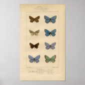 afdruk - Polyommatus - Moths & Butterflies Poster (Voorkant)