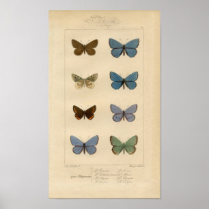 afdruk - Polyommatus - Moths & Butterflies Poster