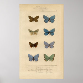 afdruk - Polyommatus - Moths & Butterflies Poster