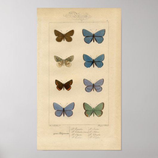 afdruk - Polyommatus - Moths & Butterflies Poster (Voorkant)