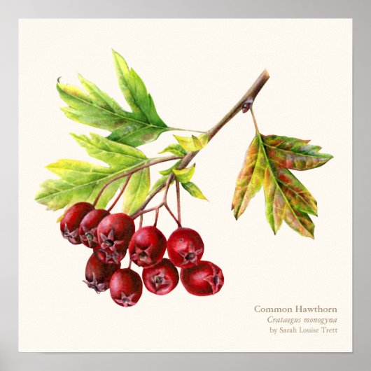 Afdruk poster van Hawthorn botanische fijne kunst (Voorkant)