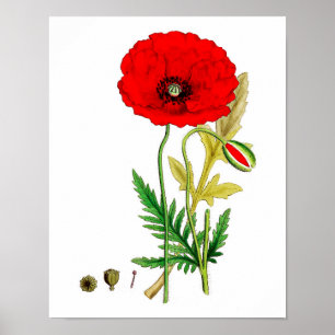 Afdruk rood papaverblazer Poster #8