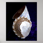 Afdruk "schelpen" poster (Voorkant)