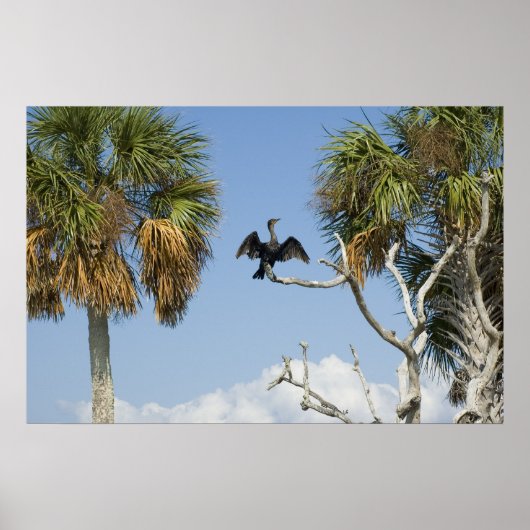 Afdruk van aalscholverdroogprogramma's poster (Voorkant)