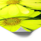 Afdruk van Afrikaanse Daisies Poster (Hoek)