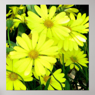 Afdruk van Afrikaanse Daisies Poster