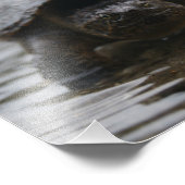 Afdruk van alligatorsnapper (Hoek)