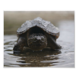 Afdruk van alligatorsnapper